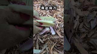 6월에 죽순 따기
