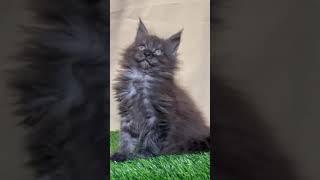 Helen Maine Coon female Meowoff.us