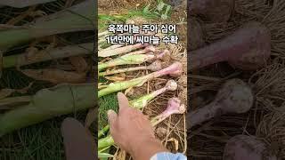 주아 심어서 1년만에 육쪽마늘 수확