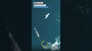 Drone Video Shows Narwhals Using Tusks To Play, Hunt