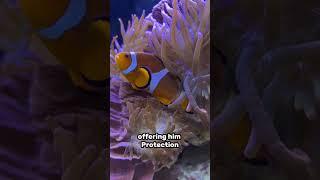 Symbiotic relationship of Clownfish & Anemone