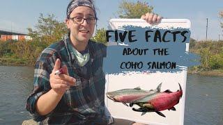 Five Facts about the Coho Salmon