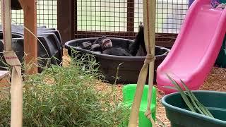 Burrito Chimpanzee Being Silly