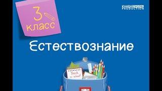 Естествознание. 3 класс. Кровеносная система человека /30.11.2020/