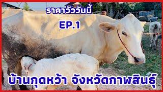 EP.1 #ราคาวัววันนี้ 7 พฤศจิกายน 2567 #ตลาดวัวบ้านกุดหว้า อำเภอกุฉินารายณ์ จังหวัดกาฬสินธุ์ #ชาร์โนเล