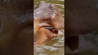 Happy Hippos: Diese Fakten werden dich umhauen! Unglaublich! #erstaunlich #wissen #fakten #natur