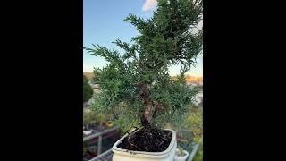 Juniperus Chinensis 2801