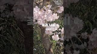 벚꽃과 함께 #마이진 #꽃과나비