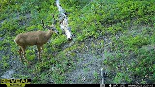 Mule Deer Buck Antler Growth | Cellular Trail Camera Video