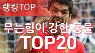 [랭킹TOP]무는힘이 강한 동물 TOP20