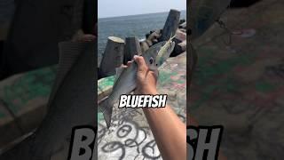 Best Bluefish Lures??