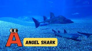 100 Sea Animal Song Video for Kids | Learn 100 Ocean Animals | Phonics & English | #abcd | #kids