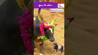 ஓடிட்டேன்ல...!!! | அவனியாபுரம் ஜல்லிக்கட்டு | Avaniyapuram Jallikattu