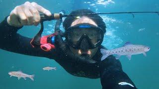 UNDERWATER Fishing in a CRYSTAL Clear Water! Vedder River