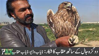 How to Trap Bonelli's Eagle with Dogaza Trap | Rare Video of  Eagle Trapping | Amazing Moments