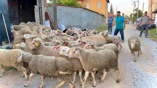 KURBANLIKLAR GELDİ - ARİFE GÜNÜ KURBAN HAZIRLIKLARI - BIÇAKLAR BİLENDİ ( koyun kuzu videoları )