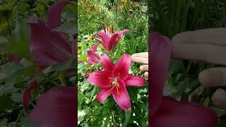 Lílium, lilies “Carbonero” (Lílium)
