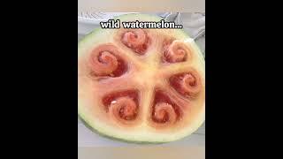 How fruits looked like before humans  #shortsfeed