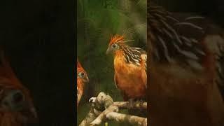 amazon jungle animals video  #nature #forest #bird #animal