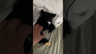 지지#shorts