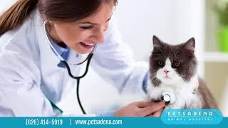 An introduction to Petsadena Animal Hospital