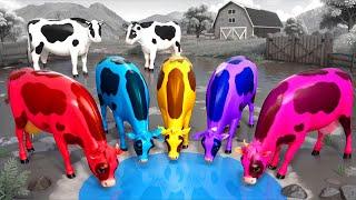 Color Cows Adventure for Water! Funny Animal Antics in the Wild! Epic Cow Videos