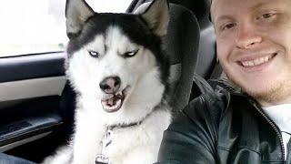 No one does drama like a Husky!  Funny Dogs Videos