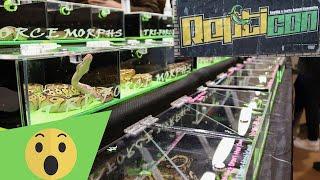REPTICON BALTIMORE ( JANUARY 2022 ) REPTILE EXPO | REPTILE SHOW SNAKES & MORE ( PART 2 )