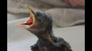 Baby Jackdaw bird found in a bin bag - reared at home.