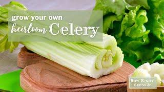 Sow Right Seeds | Celery Seed Collection