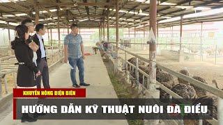 ĐIỆN BIÊN - Hướng dẫn kỹ thuật nuôi đà điểu | Khuyến nông Điện Biên