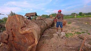 Huge Old Rain Tree threatens the house beneath it ‼️