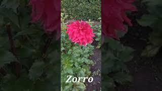 Dahlie ZORRO