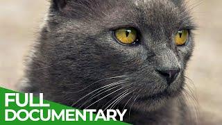 Follow Your Cat - What Felines get up to When They Leave the House | Free Documentary Nature