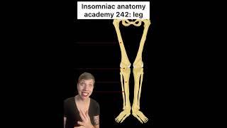 Insomniac anatomy academy 242: leg #science #stem #anatomy #sciencefacts #stemeducation #medicine