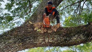 Cut down dangerous trees on the side of the village road‼️