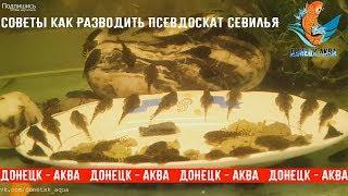 как разводить псевдоскат севилья, The Complete  Fish Life Cycle, akvaarioissa, akvaariumi kalad