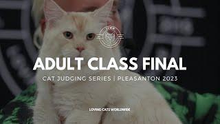 Cat Judging: Adult Class Final Pleasanton California