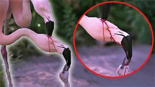 Is This Flamingo Feeding Blood to its Baby?