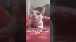 Cut citten.. #catterycat #catterycat #cattys #softcatshort softcat #cute