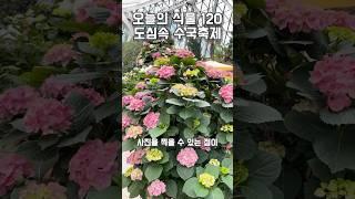 120. 수국 좋아하시는 분들 5월 안에 꼭 가셔야합니다!!
