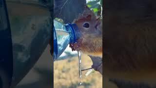 Take care of animals / Best Animal Care -100
