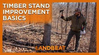 The Basics of Timber Stand Improvement (TSI)