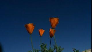 Nanoski’s Poppies