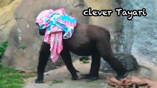 超聰明金剛猩猩Tayari clever gorilla Tayari#金剛猩猩 #gorila