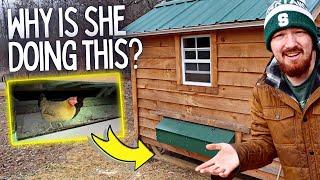 Our CHICKEN is SLEEPING UNDER the COOP!