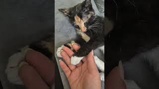 #catlover #cutecats #trendingshorts #catshorts #viral