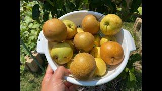 Growing Asian Pear Trees Part 6 - Harvesting Pears