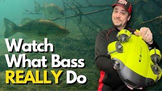 The Truth About Bass Behavior: Underwater Secrets