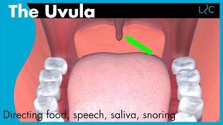 What does the uvula do?